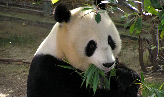 algoritmus panda